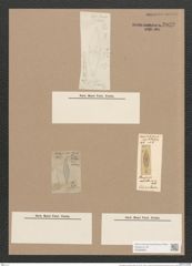Pleurosigma naviculaceum Breb. (de-Toni-Nr.: Genus 13, Species 1003) Zeichnungen Sammlung Grunow Nr. 2032 (NHMW-BOT-W0368885)